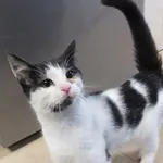 Wrotkarz to kot przywieziony w dniu 14.09.2024r z terenu gm. Warka ze złamaną tylną łapką, jest leczony, młody, bardzo kontaktowy i miły