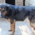 Wuczar to pies przywieziony w dniu 09.09.2024r z terenu gm. Warka, średni, ostrożny do ludzi