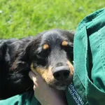 Pies do adopcji, Bełchatów, 20 września 2023