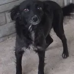 Wiruska to suczka przywieziona w dniu 25.09.2024r z terenu gm. Miastków Kościelny, nieduża, uległa