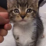 Wyrek to kocurek przywieziony w dniu 17.09.2024r z terenu gm. Warka, kocię bardzo kontaktowe