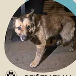 Znaleziono psa, Dąbrówka, 28 grudnia 2025