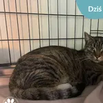 Znaleziono kota, Dąbrówka, 24 września 2024