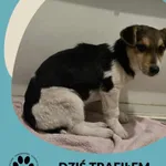 Znaleziono kota, Dąbrówka, 10 stycznia 2026