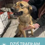 Znaleziono psa, Dąbrówka, 2 października 2024