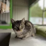 Znaleziono kota, Chojnice, 7 października 2024