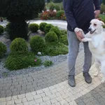 Pies do adopcji, Dębniak, 8 października 2024