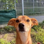 Znaleziono psa, Grudziądz, 29 lipca 2024