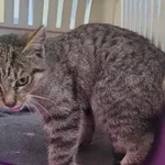 Kocurek poz. 24/692/K