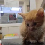 Kocurek poz. 24/696/K