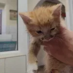 Znaleziono kota, Toruń, 9 października 2024