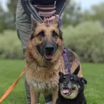 Znaleziono psa, Lublin, 14 października 2024