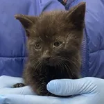 Kocurek poz. 24/709/K