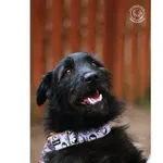 Znaleziono psa, Białystok, 30 września 2024