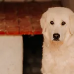 Bezik 616093902899682