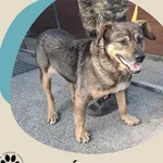 Znaleziono psa, Dąbrówka, 3 września 2025