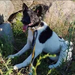 Znaleziono psa, Grudziądz, 21 grudnia 2022