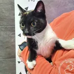 Przyjęty: 2024-10-21 Gmina: Jaworzno Płeć: Kotka Opis: europejska, tricolor