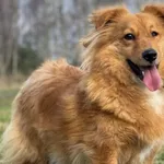 Imię: Gucio Czip: 616093902280510 Płeć: samiec Wiek: styczeń 2020 Wielkość: mała Kastracja/sterylizacja: tak Inne Psy: Akceptuje towarzystwo innych zwierząt Dzieci: W wieku szkolnym Charakter: Gucio t