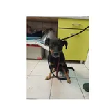 Znaleziono psa, Białystok, 8 października 2024