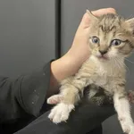 Kocurek poz. 24/731/K