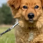 Imię: Gucci Czip: 616093902281161 Płeć: samiec Wiek: styczeń 2017 Wielkość: mała Kastracja/sterylizacja: tak Inne Psy: Akceptuje towarzystwo innych zwierząt Dzieci: W wieku szkolnym Charakter: Gucci t