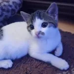 Kotka poz. 24/682/K w DT z opcją DS