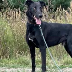 Imię: Barteł Czip: 616093902541275 Płeć: samiec Wiek: styczeń 2020 Wielkość: duża Kastracja/sterylizacja: tak Inne Psy: Akceptuje towarzystwo innych zwierząt Dzieci: W wieku szkolnym Charakter: Barteł