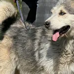 Imię: Kaktus Czip: 616093902529935 Płeć: samiec Wiek: styczeń 2020 Wielkość: duża Kastracja/sterylizacja: tak Inne Psy: Akceptuje towarzystwo innych zwierząt Dzieci: W wieku szkolnym Charakter: Kaktus