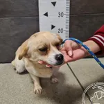 Imię: Przyjęty: 2024-10-04 Płeć: Suka Opis: mieszaniec, biszkoptowo-białe Wiek: ok. 2 lata