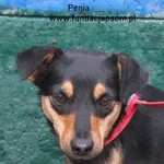 Penia