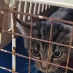 Kocurek poz. 24/736/K