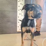 Imię: Przyjęty: 2024-09-30 Płeć: Pies Opis: mieszaniec, tricolor Wiek: ok. 6 m-cy