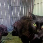 Nr: 547/2024            - Kot            z Świdnica Miasto