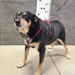 Imię: Przyjęty: 2024-10-03 Płeć: Pies Opis: mieszaniec, czarne-podpalane Wiek: ok. 6 lat