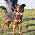 Znaleziono psa, Lublin, 26 października 2024