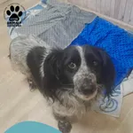 Znaleziono kota, Dąbrówka, 5 kwietnia 2025