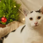 Mleczysław 637/2024