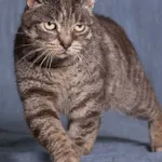 Kot do adopcji, Gdańsk, 18 lutego 2025