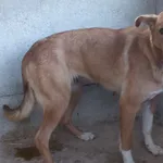 Pati to suka przywieziona w dniu 17.10.2024r z terenu gm. Łyse, średnia, wystraszona