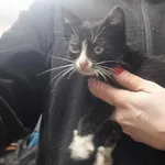 Kocurek poz. 24/753/K