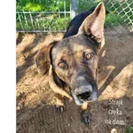 Pies do adopcji, Przyborówko, 14 grudnia 2025