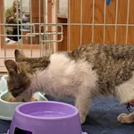 Kocurek poz. 24/746/K