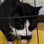 Kocurek poz. 24/750/K