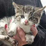 Kocurek poz. 24/745/K