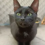 Kot do adopcji, Sopot, 3 listopada 2024