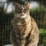 Kot do adopcji, Piła, 28 kwietnia 2024