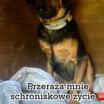 Pies do adopcji, Korabiewice, 5 listopada 2024