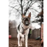 Znaleziono psa, Białystok, 6 listopada 2024