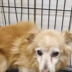 Znaleziono psa, Sosnowiec, 4 listopada 2024